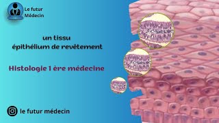 Épithélium de revêtement et glandulaire histologiquement  partie 1 [upl. by Hachman]