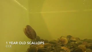 Bay Scallops Swimming [upl. by Ninos]