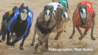 Florida Greyhound Racing [upl. by Vernon]