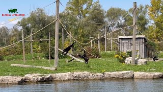 The White Handed Gibbon’s  The lar gibbon’s 4K [upl. by Aihselef392]