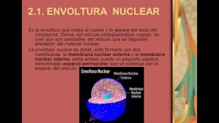 Videoclase acerca del Núcleo Celular  Video class on the Cell Nucleus [upl. by Neukam]