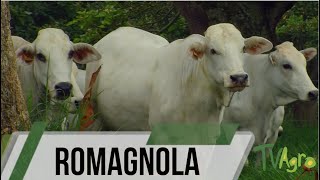 Cattle Breeding Romagnola history characteristics and uses TvAgro by Juan Gonzalo Angel [upl. by Swiercz276]