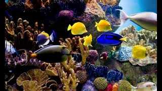 Acuario para peces tropicales de agua salada  Hogarmanía [upl. by Irrep]