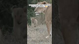 சிங்க குட்டிகளுக்கே இந்த மாதிரியான ஆபத்துகள் இருக்குமா🦁😲 lioncubs lionfacts tamil bioworld [upl. by Laersi]