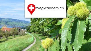 Immensee – Hohle Gasse – Küssnacht a R – Weggis Rigi Chestene Weg [upl. by Nnylylloh]