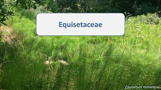 Equisetaceae [upl. by Clementi]