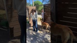 Traigo paquetito y debe firmar aquí parati perros dogs k9 malinois instagram perro Viral [upl. by Madison105]