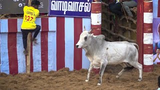 Jallikattu 2024  ஜல்லிக்கட்டு 2024 [upl. by Schertz]