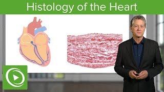 Histology of the Heart – Histology  Lecturio [upl. by Dawes917]