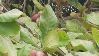 Terminalia catappa is a large tropical tree in the leadwood tree family  বাদাম [upl. by Muns652]