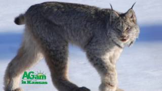 Around Kansas  Bobcats in Kansas  January 18 2017 [upl. by Gahl]