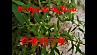 Hedyotis diffusa 白花蛇舌草 [upl. by Lester]