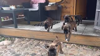 Deutscher Boxer  Welpen  puppies 🐶🐶🐶 [upl. by Ahsinnod638]