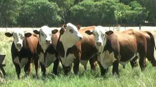 embriones braford video AGROPECUARIA SANTA ANA [upl. by Trah732]