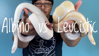 What’s the Difference  Albino vs White Leucistic Snakes [upl. by Toolis]