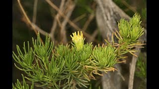 Peucephyllum schottii pygmycedar [upl. by Endora812]