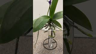 How to make phalaenopsis orchids plant in water last longer plantcare orchids plantlovers [upl. by Gersham]