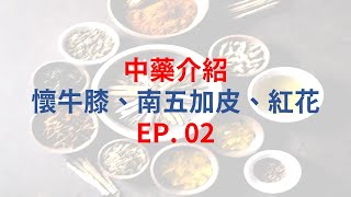 單方中藥介紹EP02 懷牛膝  五加皮  紅花 [upl. by Ainoet141]