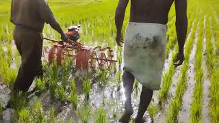 paddy weeder rs 13000 9787672239 melur madurai TN1 [upl. by Ikkin]