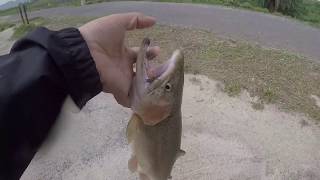 Prado Regional park trout fishing with mini jigs [upl. by Alrep794]