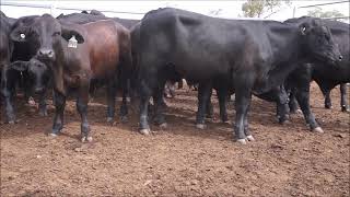 My Movie mp4 Benah Angus X strs 28 11 23 [upl. by Severson698]