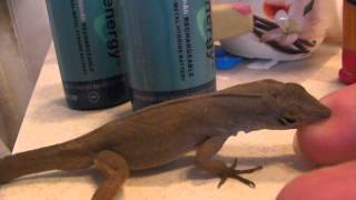 Big Brown Anole Lizard [upl. by Scrivings]