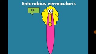 Enterobius vermicularis Pinworm  Oxyuris الدودة الدبوسية [upl. by Pan]