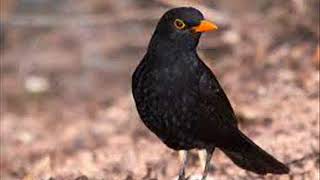 صوت الشحرور الاسود الجحموم او الشحرور الشتوي او الزرياب Common Blackbird [upl. by Annazus587]