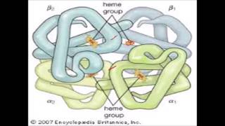 HLS Biochemistry  Lecture 2 Molecular Biology Of Globin Synthesis [upl. by Navarro]