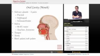 quotDigestive Systemquot  Anatomy amp Physiology with Educatorcom [upl. by Eedrahc673]