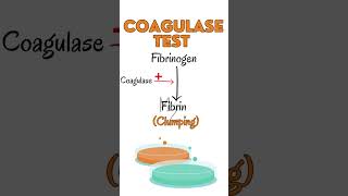 Coagulase Test for Staphylococcus aureus staphylococcus bacteriology [upl. by Lai]