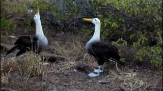 Galapagos Albatross Mating Dance [upl. by Ladiv551]