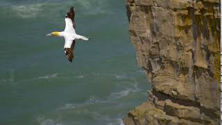 Gannet Bird [upl. by Alick]