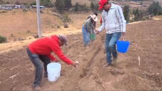 LLUVIA SOLIDA MICHOACAN MAIZ MACHO DE AGUA [upl. by Asenad964]