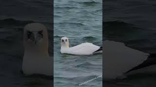 Northern Gannets Enjoying a Sea Splash [upl. by Ikkim]