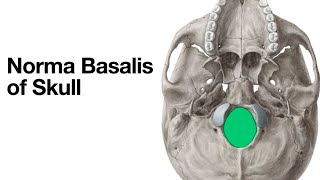 Norma basalis  Base of skull  structure passing through foramen amp fossa of norma basalis [upl. by Ardussi606]