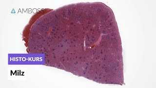 Histologie der Milz  Mikroskopische Anatomie  AMBOSS Video [upl. by Nymrak]