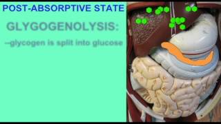 METABOLISM ABSORPTIVE AND POSTABSORPTIVE STATES [upl. by Eisset]