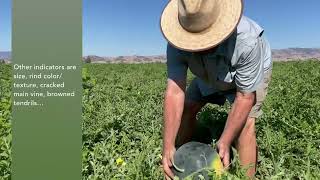 Growing Red Seedless Watermelon at Durst Organic Growers [upl. by Pippas395]