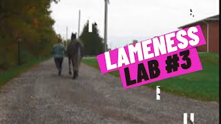 Lameness Lab 3 Is this horse lame Training your eye to see lameness By Equine Guelph [upl. by Onitsoga]