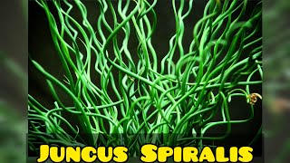 Juncus Spiralis Como Cultivar [upl. by Montana]