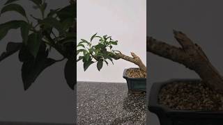 8 months in 10 seconds🌳 bonsai forsythia airlayer propogation multiply trees legal business [upl. by Belldame974]