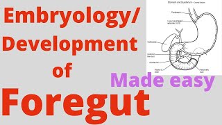 Foregut development Foregut Embryology Correlation with coeliac trunkCoeliac artery and branches [upl. by Eciened924]