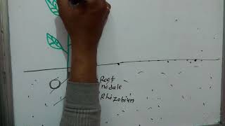 Biofertilizer part 1rhizobiumazotobacter clostridiumazollabacillus symbiotic nitrogen fixation [upl. by Haseena]