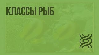 Классы рыб Видеоурок по биологии 7 класс [upl. by Anaeli]