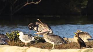 A Brown Pelican Stretches its Gular Pouch [upl. by Aremat]