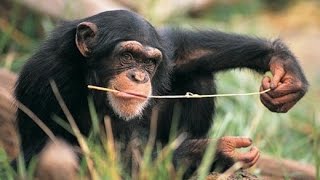 Wild Animals Chimp Uses Twig to Fish for Termites [upl. by Eiramassenav]