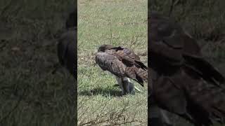 martial Eagle named is going to hunt big animal shortvideo shortvideo shortvideo [upl. by Asenav]