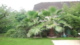 Washingtonia six mois de pousse dun palmier [upl. by Ahtnamys]