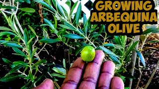 Growing My Arbequina Olive Tree 🌳 [upl. by Tommi]